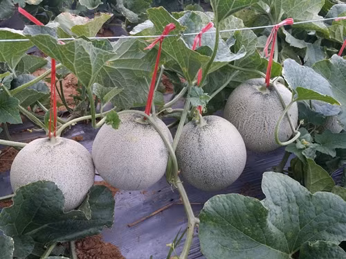 Ruộng dưa lưới của gia đình ông Việt.