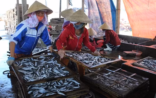 Hấp cá nục để xuất khẩu ở một cơ sở chế biến tại xã Triệu An, huyện Triệu Phong.