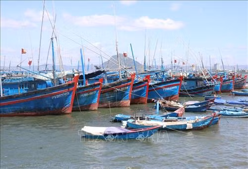 Tàu cá của ngư dân tỉnh Phú Yên neo đậu tại cảng cá Đông Tác, thành phố Tuy Hòa. Ảnh minh họa: Phạm Cường/TTXVN