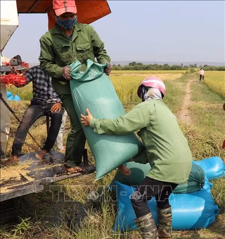Thu hoạch lúa tại huyện Phú Thiện, tỉnh Gia Lai. Ảnh: Hoài Nam - TTXVN
