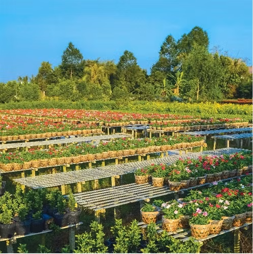 Những chậu hoa trên giàn dài tít tắp.