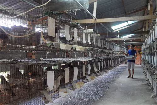 Mỗi tháng trang trại bồ câu của anh Nguyễn Ngọc Thức cho thu nhập hơn 30 triệu đồng.