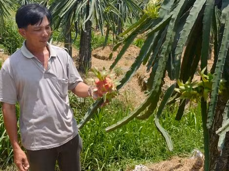 Thanh long ruột đỏ mang lại giá trị kinh tế cao cho bà con. Ảnh: baovinhlong.com.vn