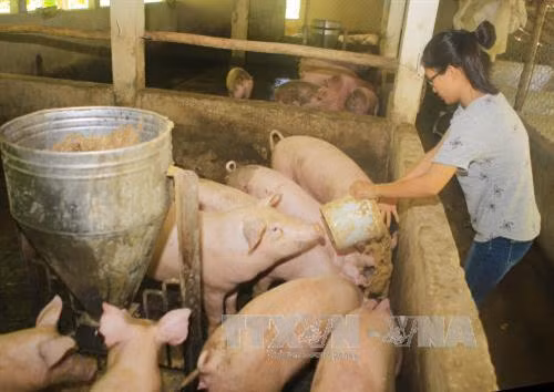 Chị Ngô Thị Phương đang chăm sóc đàn lợn nuôi theo phương pháp hữu cơ. Ảnh: Hồ Cầu - TTXVN