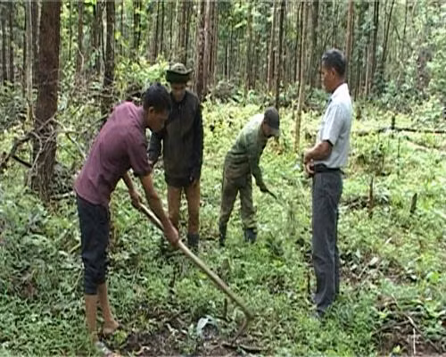 Trồng sa nhân tím dưới tán rừng ở huyện Sa Thầy, Kon Tum