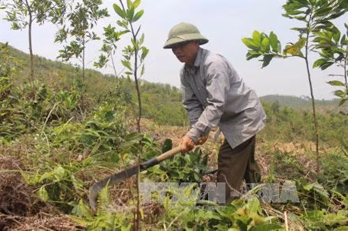Ông Hoàng Quốc Vượng phát cỏ chăm sóc rừng trồng và ông đã thu tiền tỷ từ trồng rừng. Ảnh: Nguyễn Thảo - TTXVN.