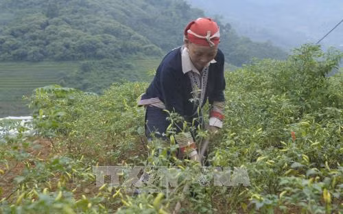 Bí thư Chi bộ Chảo Kiếu Mẩy lao động sản xuất tại gia đình. Ảnh: Hồng Ninh - TTXVN