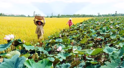 Luân canh lúa – sen mang lại hiệu quả kinh tế cao cho nhiều người dân huyện Tháp Mười. Ảnh: baocongthuong.com.vn