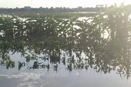 Mưa lũ đã khiến toàn bộ 5.500 ha diện tích cây trồng vụ đông trên địa bàn huyện Yên Định bị hư hỏng. Ảnh: Hoa Mai – TTXVN