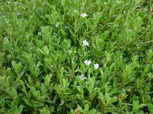 Những loại rau đắt hơn thịt được nhiều người tìm mua ảnh 2