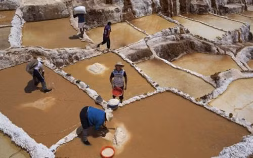 Những cánh đồng muối trên thế giới thường nằm gần biển nhưng đồng muối Maras ở Peru nằm ở độ cao 3.000 m trên dãy núi Andes. Ảnh: SCMP Từ thành phố miền đông nam Cusco, vượt qua chặng đường núi quanh co khoảng 40km, những ô muối trắng nổi bật trên xanh của cây và nâu vàng của đất đá hiện ra lung linh dưới ánh nắng vùng cao. Ảnh: Bored Panda Thăm đồng muối Maras ở thung lĩnh Inca linh thiêng của Peru, du khách thường lên đến tận đỉnh núi để nhìn xuống những ô muối trắng tinh trải dọc sườn đồi. Ảnh: Bored Panda Cách làm những ô muối này cũng tương tự như ruộng bậc thang ở Việt Nam. Ảnh: Bored Panda Theo chia sẻ của du khách, mỗi ô muối thuộc về một gia đình khác nhau. Ảnh: Bored Panda Đồng muối ở Maras có tới hơn 5.000 ô muối, mỗi ô chỉ khoảng 4m2, nhưng các diêm dân Peru không bao giờ nhầm lẫn ô muối của họ. Ảnh: SCMP Cánh đồng muối được nuôi dưỡng bằng hệ thống kênh dẫn phức tạp, lấy nước từ một dòng suối ngầm cực kỳ mặn. Nguyên nhân là vì khu vực này từng nằm hoàn toàn dưới đáy biển. Ảnh: Bored Panda Những biến động địa chất và dịch chuyển của thềm lục địa đã đẩy đáy biển lên và hình thành dãy núi Andes. Một lượng nước biển lớn bị mắc kẹt trong những kẽ đá và hình thành nên dòng suối ngầm chứa nước mặn mà dân ở đây gọi là Qoripujio. Ảnh: SCMP Du khách có thể sẽ không nhận ra suối Qoripujio bởi nó chỉ rộng có 20cm. Điểm đặc biệt là 2 bên bờ suốt đóng lớp muối dày và nước rất ấm. Ảnh: SCMP Nếu như di tích Inca mới chỉ xuất hiện từ đầu thế kỷ 13 thì dòng suối mặn cùng với những cánh đồng muối ở Maras có lịch sử từ thời Văn hóa Chanapata (từ 200 năm đến 900 năm trước Công nguyên). Ảnh: Bored Panda Những đầu bếp hàng đầu của Peru đếu hết lòng tán dương loại muối phớt hồng từ vùng núi Andes này. Ảnh: Bored Panda Muối ở Maras giờ có mặt tại những nhà hàng sang trọng hàng đầu ở Peru và được xuất khẩu sang Nhật Bản, Thụy Sỹ. Giá muối Maras trên trang mua sắm trực tuyến Amazon cao gấp 10 lần so với mua ngay tại địa phương. Ảnh: SCMP Muối Maras đặc biệt không chỉ ở vị và màu mà chính là từ lượng khoáng như magie, sát, canxi, kẽm… giúp giảm căng thẳng và ngăn ngừa các bệnh loãng xương, thiếu máu. Ảnh: SCMP