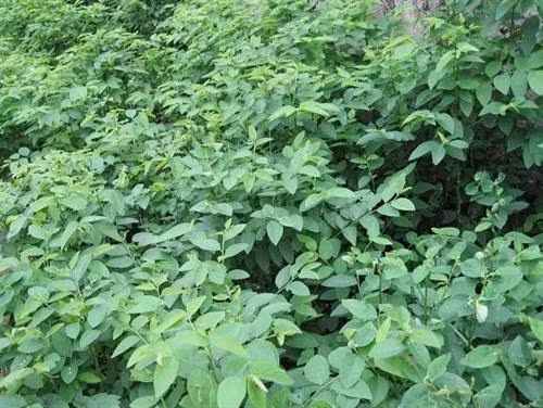 Những loại rau đắt hơn thịt được nhiều người tìm mua ảnh 1