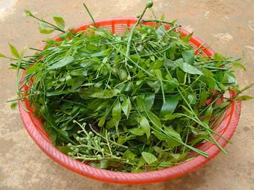 Những loại rau đắt hơn thịt được nhiều người tìm mua ảnh 3
