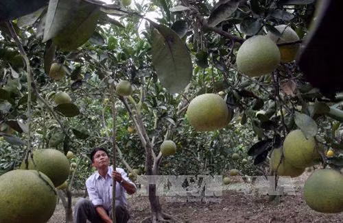 Một góc trang trại trồng bưởi Diễn của gia đình chuẩn bị cho thu hoạch. Ảnh: Đình Huệ - TTXVN