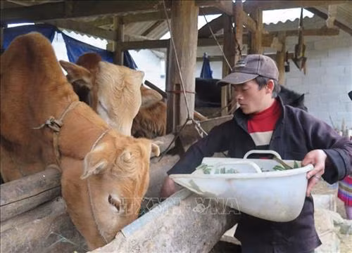 Mô hình luân chuyển bò giống đạt hiệu quả trong việc giúp đồng bào thoát nghèo của Đồn Biên phòng Lũng Cú . Ảnh: Nguyễn Chiến-TTXVN