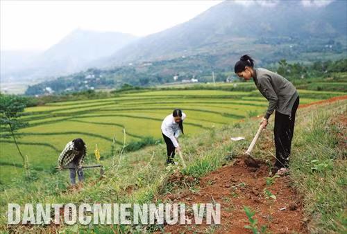 Làm đất để vào vụ chè mới