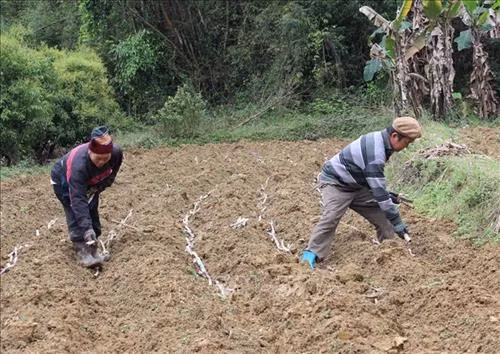 Trên những ruộng mía ở xã Đại Sơn, huyện Phục Hòa, chủ yếu là người già làm việc. Ảnh: Chu Hiệu – TTXVN.