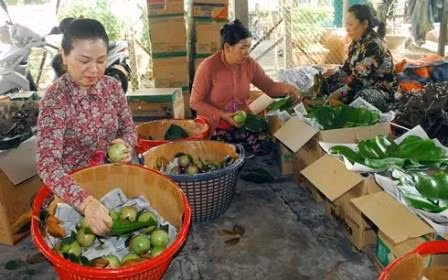 Nhà vườn chọn trái vú sữa đạt chất lượng cao để xuất sang thị trường Mỹ. Ảnh : kinhtenongthon.com.vn