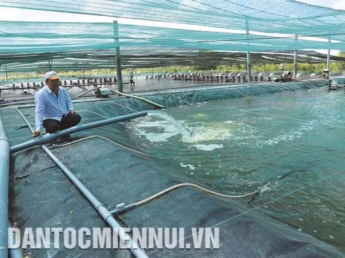 Tôm ương trong ao có mái che sẽ giảm tác động trực tiếp từ nhiệt độ cao ngoài trời, điều hòa nhiệt độ nước phù hợp Hệ thống nước tuần hoàn đảm bảo hàm lượng ôxy cung cấp ở mọi tầng nước. Ảnh: Kim Há