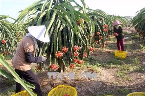 Thu hoạch thanh long tại Huyện Châu Thành (Long An). Ảnh: Bùi Giang - TTXVN