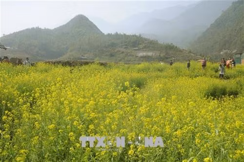 Vườn hoa cải vàng óng trên bản Cát Cát, Sa Pa. Ảnh: Hương Thu - TTXVN