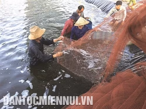 Tôm nuôi theo mô hình 2 giai đoạn thường phát triển tốt, ít dịch bệnh. Ảnh: Phúc Hậu