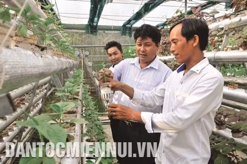 Rau thủy canh có thể trồng được nhiều vụ, nhiều loại rau, không cần chăm bón nhiều, không dùng thuốc trừ sâu bệnh mà năng suất cây trồng vẫn cao. Ảnh: Lê Sen