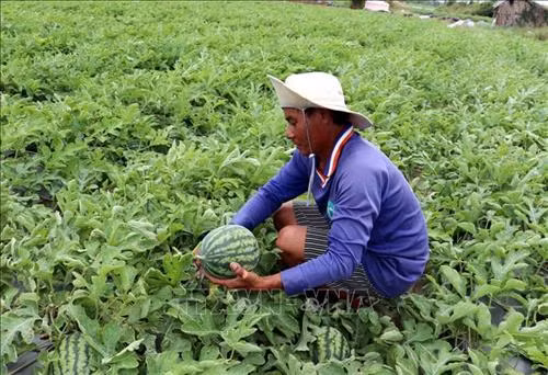 Anh Triệu Văn Út Nhỏ, ấp Mỏ Ó, xã Trung Bình (Sóc Trăng) thu hoạch dưa hấu. Ảnh: Trung Hiếu - TTXVN