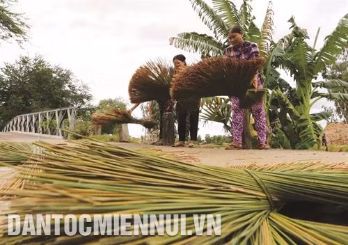 Sau khi khai thác từ những ruộng ngập mặn, cỏ bàng được chở bằng ghe tới các cơ sở sản xuất sản phẩm sinh hoạt và mỹ nghệ từ cỏ bàng ở xã Phú Mỹ. Ảnh: Trần Việt Công đoạn phơi khô cỏ bàng. Ảnh: Trần Việt Các sản phẩm từ cây cỏ bàng thường là chiếu, đệm, giá đựng đồ, túi xách, nón.... Ảnh: Trần Việt Ép cỏ bàng thành sợi mỏng. Ảnh: Trần Việt