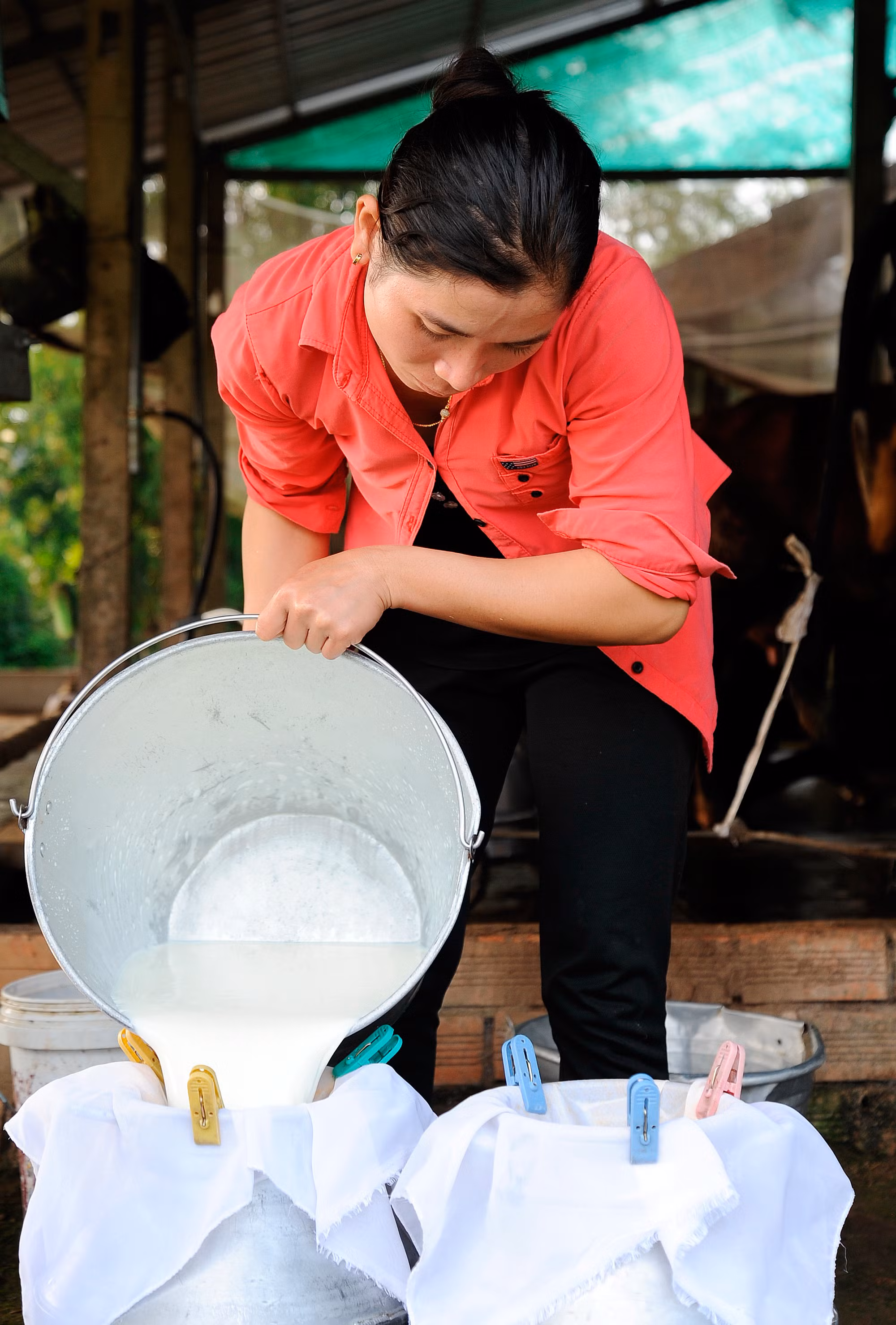 Điểm sáng Dự án chăn nuôi bò ở Sóc Trăng ảnh 7