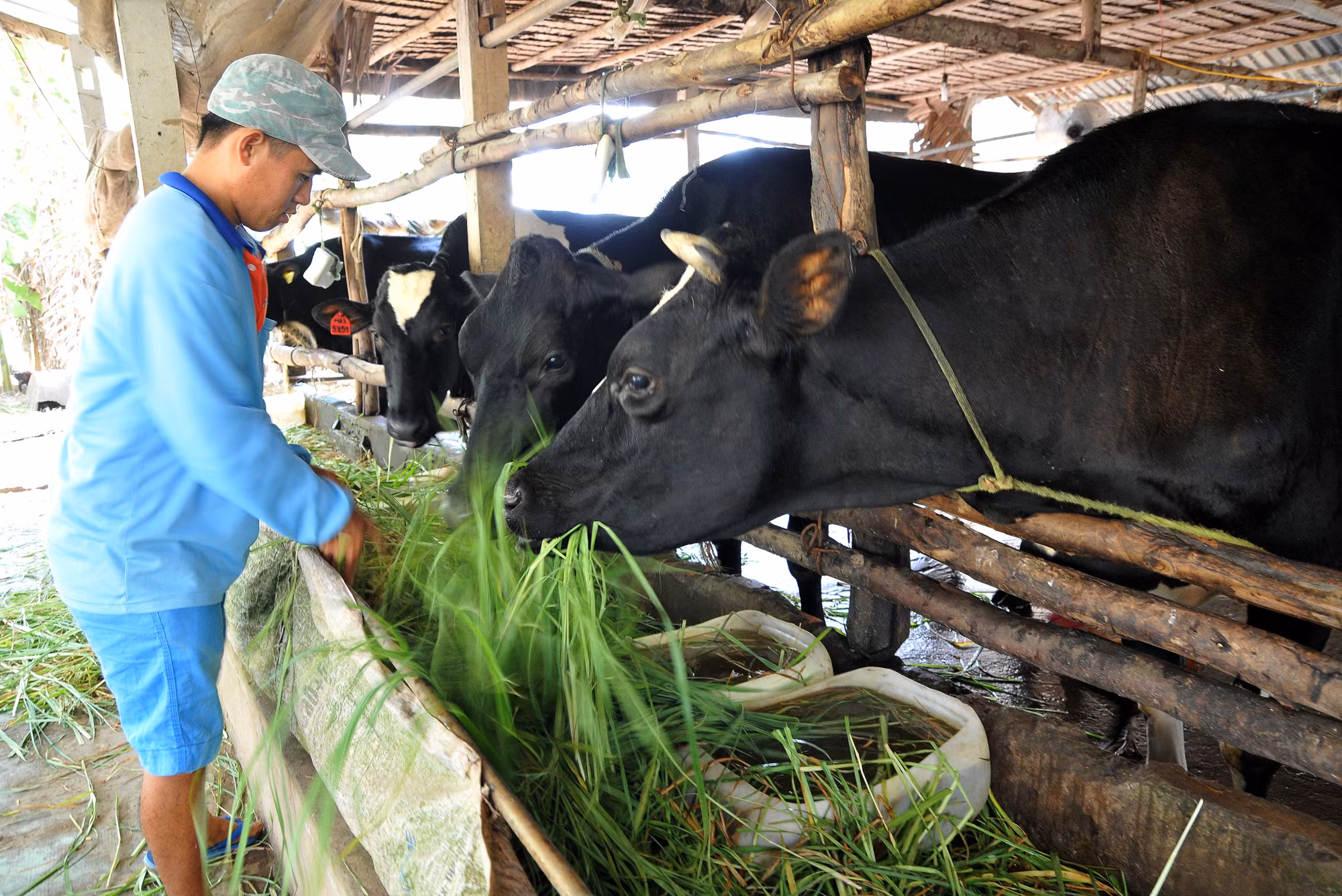 Điểm sáng Dự án chăn nuôi bò ở Sóc Trăng ảnh 2 Điểm sáng Dự án chăn nuôi bò ở Sóc Trăng ảnh 2
