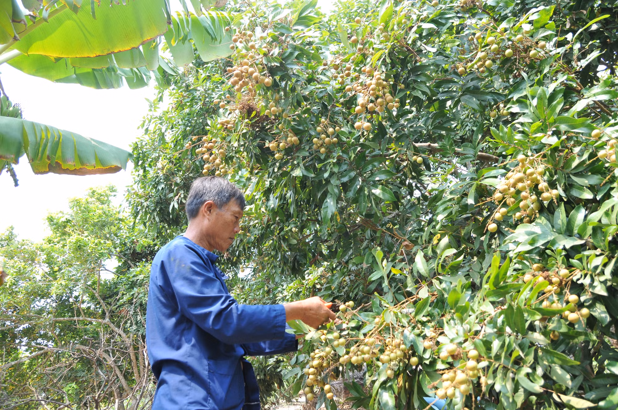 Sóc Trăng khai thác hiệu quả thế mạnh sản xuất nông nghiệp ảnh 2