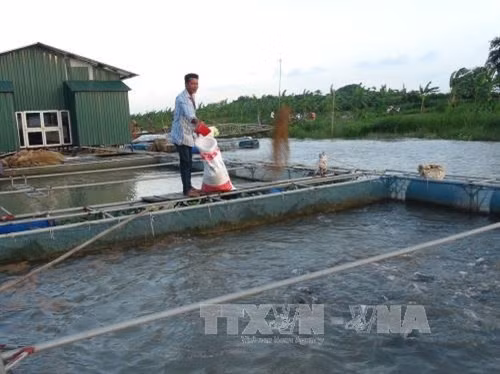 Nuôi cá lồng trên sông là hướng đi mới có hiệu quả đang được nhiều hộ nông dân trên địa bàn tỉnh Bắc Ninh triển khai.