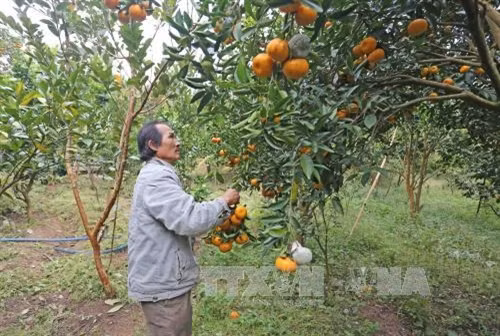 Ông Huỳnh Văn Thu (thôn Phú Thuận 2, thị trấn D’Ran, huyện Đơn Dương) thu hái những trái quýt chín sớm
