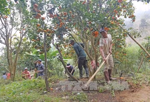Nhà vườn tại thị trấn D’Ran chăm sóc vườn quýt