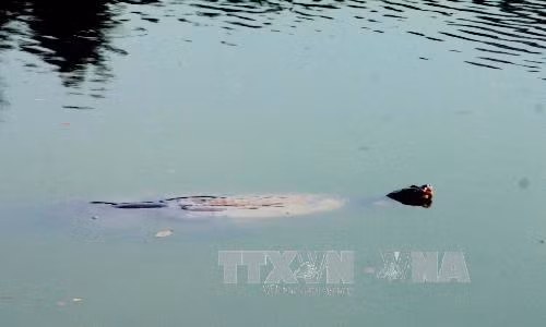 Xác Rùa Hồ Gươm sẽ được đưa vào Bảo tàng ảnh 1