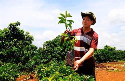 Ông Trung kiểm tra giống bơ ghép trước khi cung cấp cho người dân.