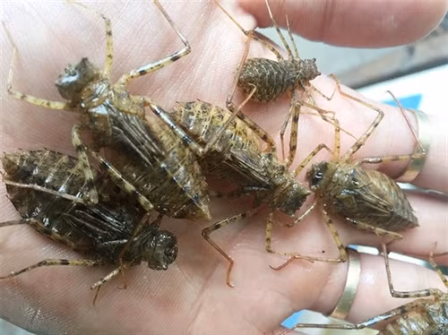 Bọ nước (ấu trùng chuồn chuồn) là món ăn không phải lúc nào cũng có sẵn. Bọ nước bắt ở sông suối quanh khu vực Điện Biên vào thời điểm tháng 3, tháng 4.