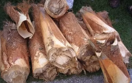 Củ hũ dừa là phần non nhất trên đọt cây dừa, được coi như “trái tim” của cây dừa