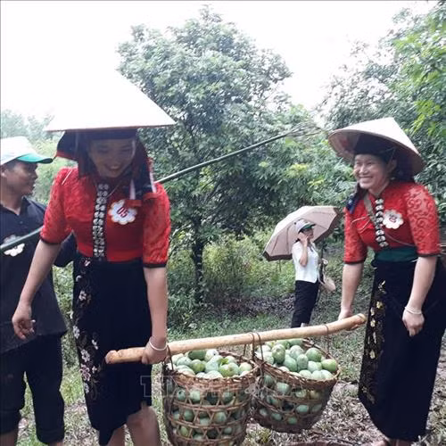 Phần thi hái xoài huyện Yên Châu, tỉnh Sơn La. Ảnh: Nguyễn Cường - TTXVN