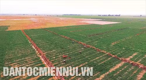 Mùa khô 2018, bà con nông dân ở vùng Đồng bằng sông Cửu Long đã mở rộng diện tích trồng dưa hấu trên đất lúa, tạo thêm nguồn thu nhập