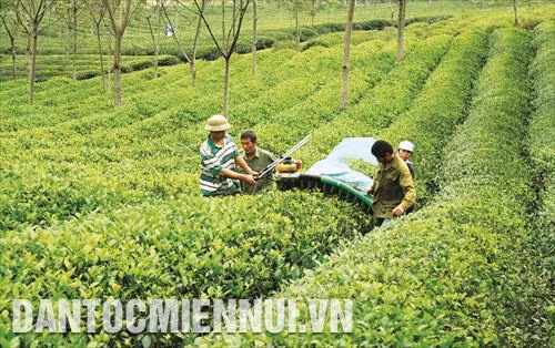 Nhờ đẩy mạnh việc cơ giới hóa trong sản xuất, năng suất chè ở Tuyên Quang đã tăng lên đáng kể