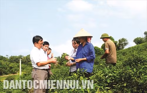 Cán bộ Trung tâm dạy nghề huyện Yên Sơn hướng dẫn bà con nông dân thôn Đá Bàn 2, xã Mỹ Bằng kỹ thuật chăm sóc chè