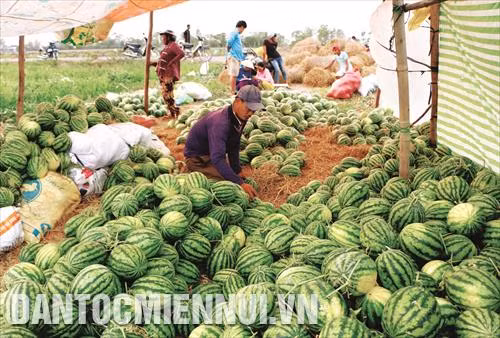 Bà con nông dân phân loại dưa hấu bán ngay tại chân ruộng