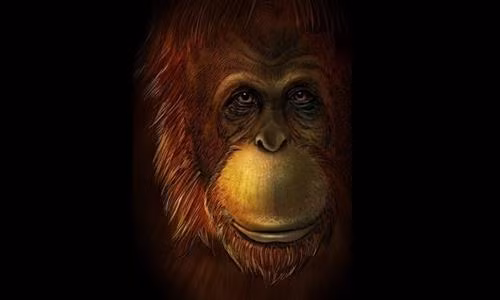 Hình dáng phục dựng của Gigantopithecus blacki. Ảnh: Live Sience.