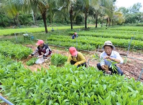 Trồng cây giống tại Công ty TNHH MTV Bảo Châu (Phú Yên). Ảnh: Vũ Sinh - TTXVN