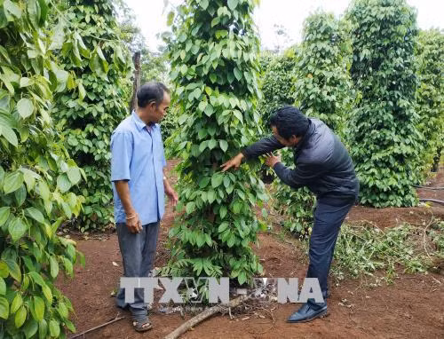 Nông dân xã Cư Pơng đã biết ứng dụng khoa học kỹ thuật vào sản xuất. Ảnh: Tuấn Anh – TTXVN