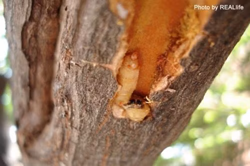 Sâu Bore là nhóm nguy hiểm nhất hại cây họ cam. Ảnh: caygiong.org