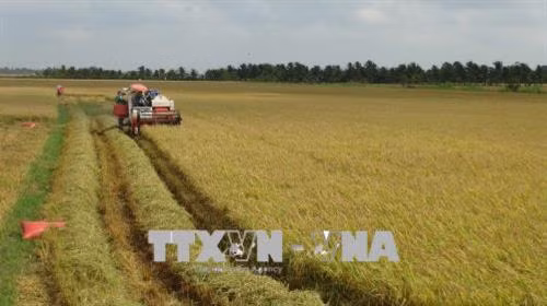 Nông dân xã Phú Cần, huyện Tiểu Cần thu hoạch lúa. Ảnh: Thanh Hoà - TTXVN