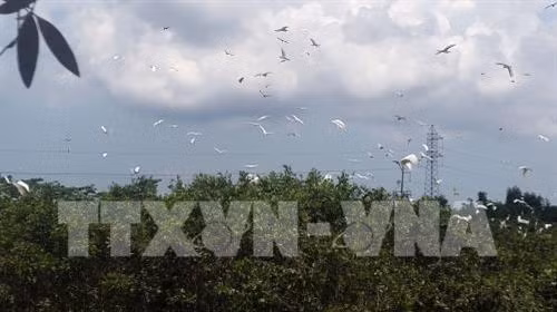 Đàn cò bay lượn trong khu du lịch sinh thái vườn cò Thanh Kiều của anh Nguyễn Văn Thanh. Ảnh: Lê Sen - TTXVN